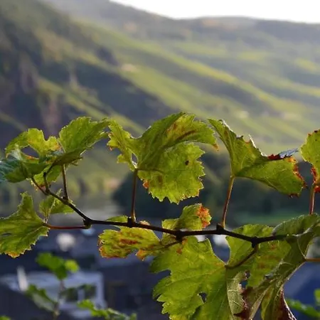 Weingut Erbes-henn Guest house *