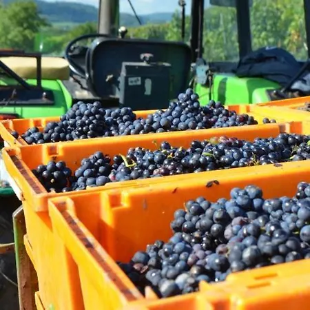 Weingut Erbes-henn Konukevi Ürzig