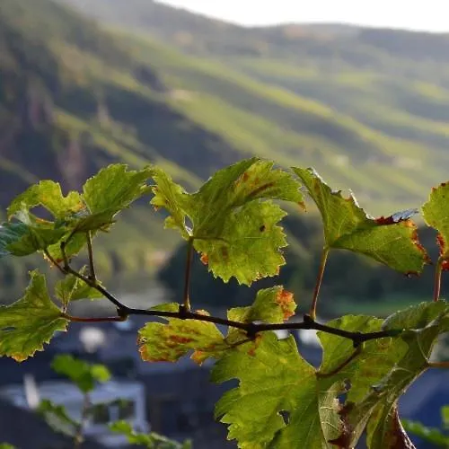 Weingut Erbes-henn בית הארחה *