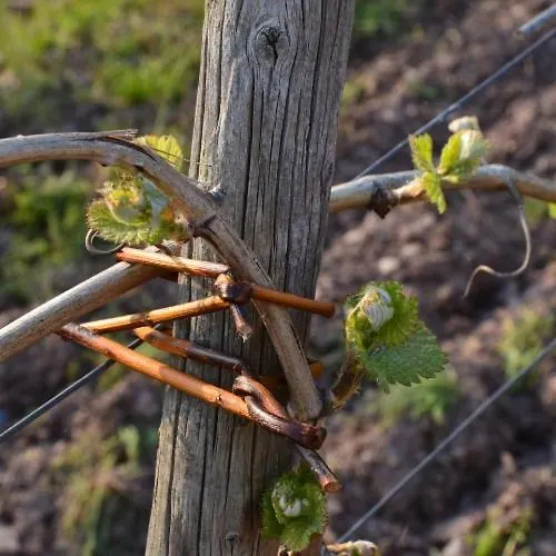 בית הארחה Weingut Erbes-henn *