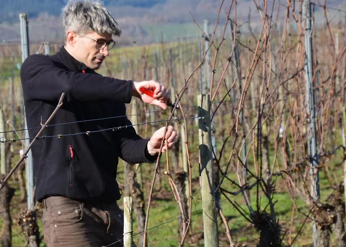 Weingut Erbes-henn בית הארחה